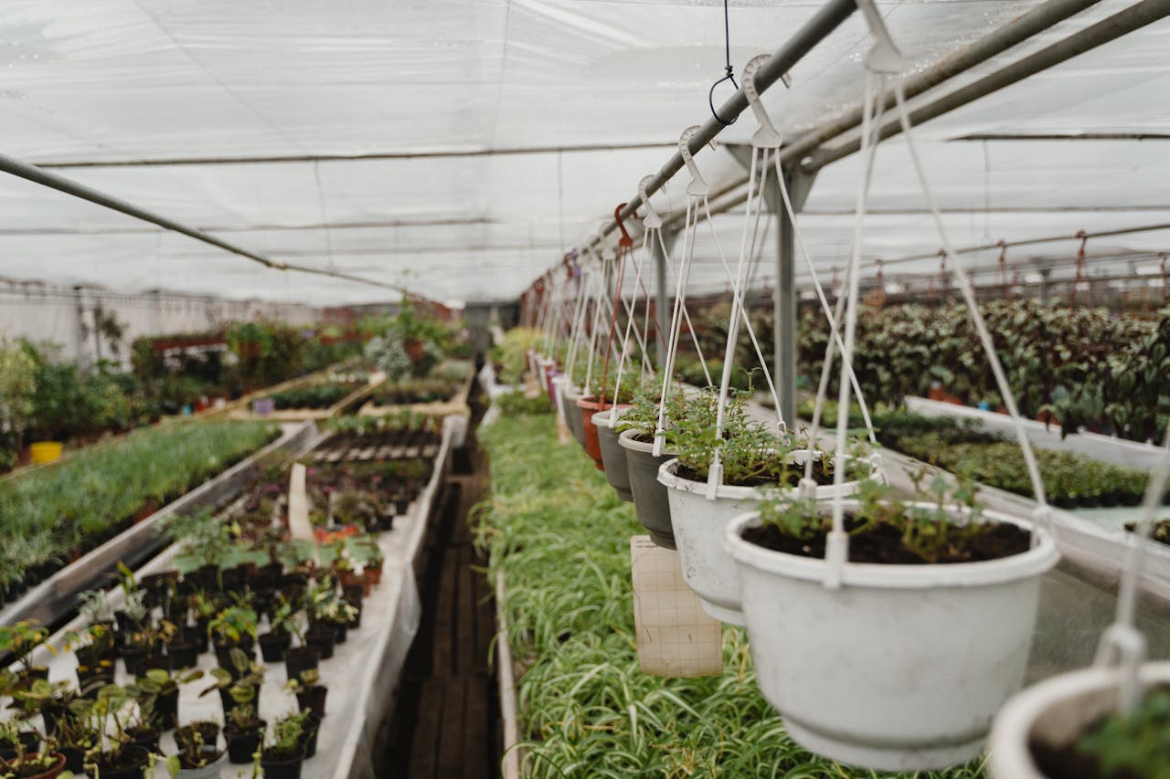 Vibrant greenhouse interior with rows of hanging and potted plants showcasing lush greenery.
