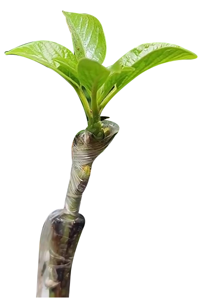 plant3