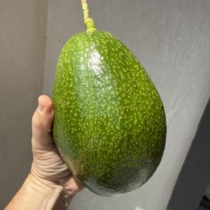 Choquette